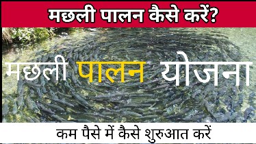 मछली पालन से कमाए हर साल 10 लाख रुपए इस प्रकार करें शुरुआत/